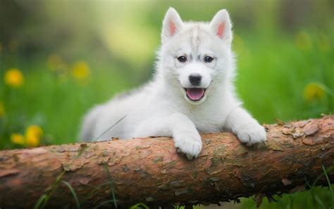 Descargar Fondos De Pantalla Blanco Cachorro De Husky Lindos Perros