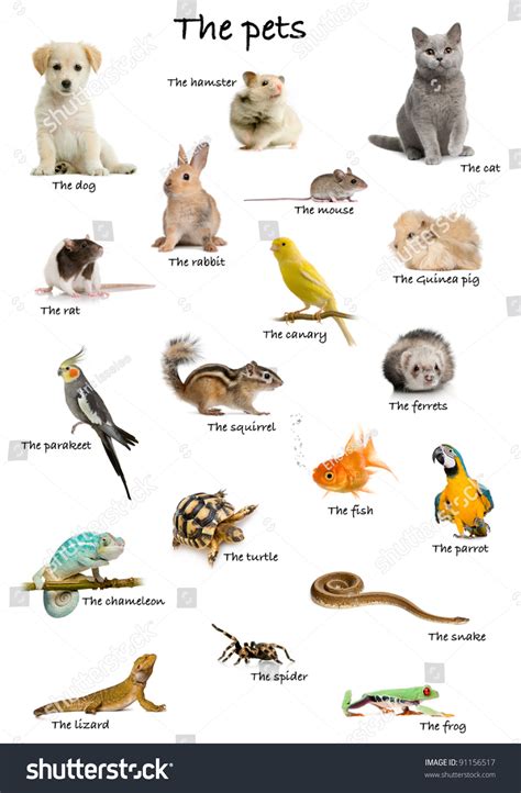 Well, if you live in one of the states that allow pet raccoons, that dream could be a reality. Pet Animals Name - Pet's Gallery