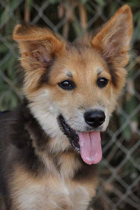 Border Collie German Shepherd Mix Dogs