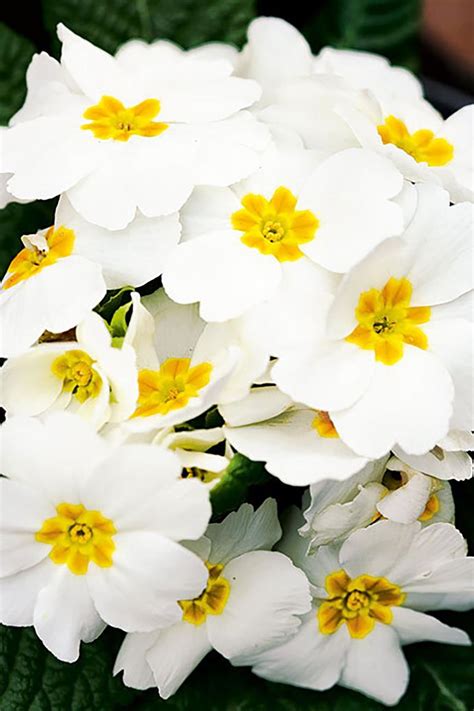 12 Best Winter Flowers For Australian Gardens Country Style
