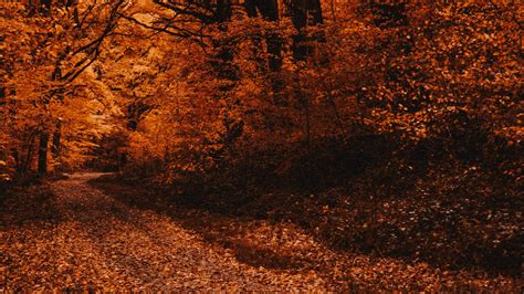 Download Wallpaper 2048x1152 Forest Path Autumn Trees Foliage