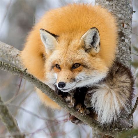 152 Best Fox Love Images On Pinterest Foxes Red Fox And