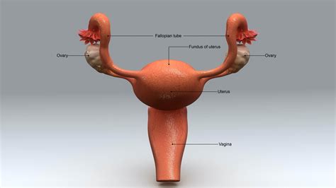 anatomia colo do utero modisedu