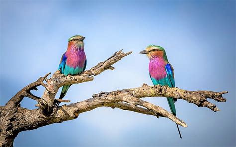 Hd Wallpaper Birds Lilac Breasted Roller Animal Branch Colorful