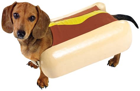 Is It Healthy For Your Dog To Eat A Hot Dog Animal Fair Wendy