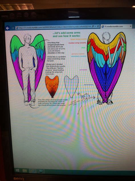 Anatomy Of Wings On A Human Part 3 22nd Of September 2014 Art