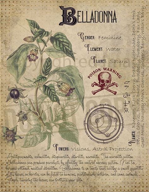 𝘤𝘰𝘴𝘮𝘪𝘤𝘨𝘰𝘵𝘩 ♡ ⋮ 𝘪𝘨 𝘣𝘳𝘢𝘯𝘥𝘺𝘳𝘵𝘰𝘳𝘳𝘦𝘴 Book Of Shadows Magic Herbs Grimoire