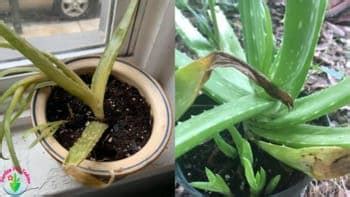 Why Is My Aloe Vera Dying Causes And Solutions Garden For Indoor