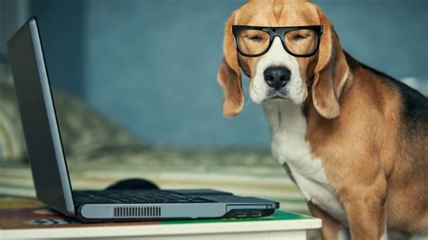 Dog In Funny Glasses Using Laptop Dreamstimem37757098 2 Job Crusher