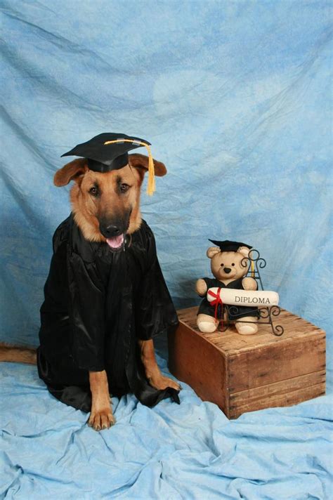 87 Best Images About Dogs Graduation Day On Pinterest Graduation