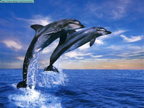 50 Dolphins Screensavers And Wallpaper On Wallpapersafari