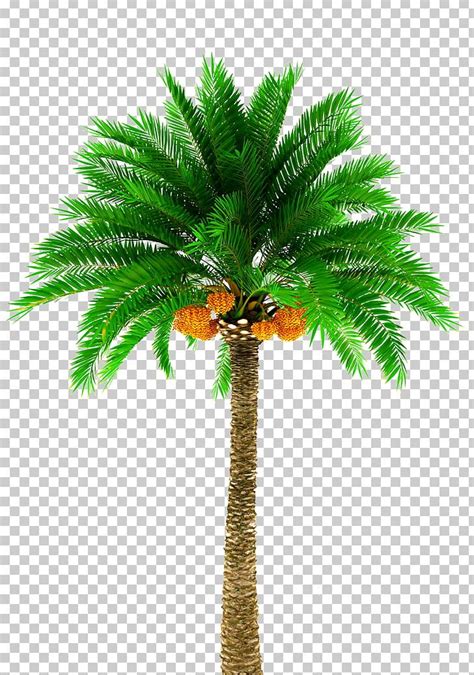 Date Palm Arecaceae Stock Photography Tree PNG Clipart Arecaceae