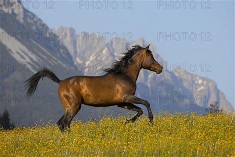 Young Thoroughbred Arabian Mare Gallops Over Flowery Meadow In Front Of