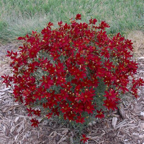 14 Red Perennials Walters Gardens Inc