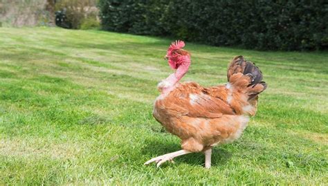 Naked Neck Chicken Facts Breeds And All Information
