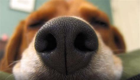 A Dogs Nose Print Is Unique Like A Humans Fingerprint