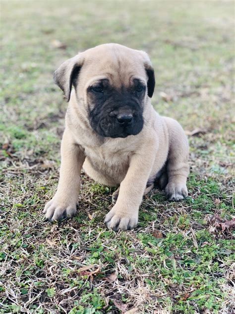 English Mastiff Male Puppy For Sale Perfect For Christmas 2021 T