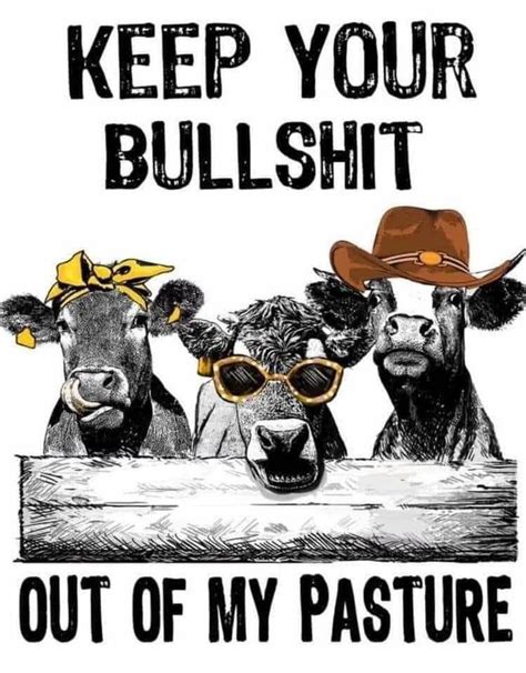 Cow Pictures Funny Pictures Sarcastic Quotes Funny Quotes Cartoon