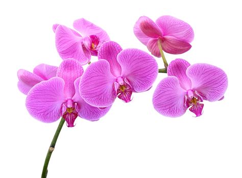 Phalaenopsis /ˌfælɪˈnɒpsɪs/ blume (1825), commonly known as moth orchids, is a genus of about seventy species of plants in the family orchidaceae. Phalaenopsis Orchid, Purple | Metro Flower Market