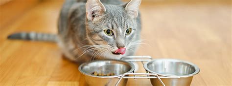 Thankfully, i found out the truth about cat whiskers, which i would in turn like to pass on to my cat is 15 years old, and have noticed all of his whiskers are gone, with only 3 short nubs on one side of his nose. Looking After Your Cat's Teeth | Purina