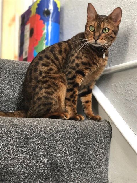 Bengal Male Cat In Downham Market Norfolk Gumtree