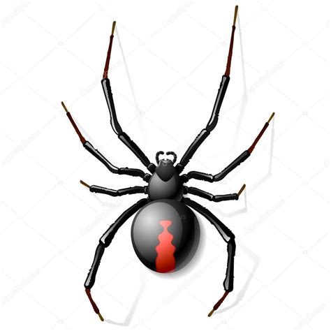 Descargar Araña Viuda Negra — Ilustración De Stock Black Widow