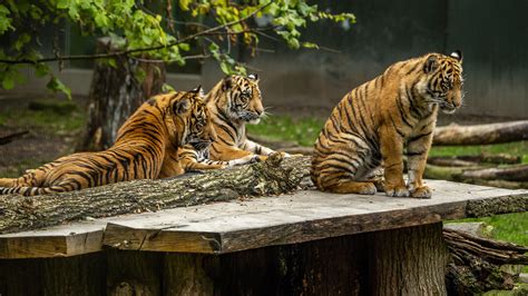 Tigers Are Sitting On Brown Wooden Bench During Daytime 4k