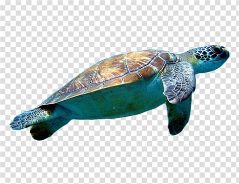 Clipart turtle loggerhead turtle, Clipart turtle loggerhead turtle Transparent FREE for download ...