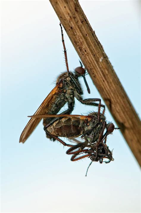 Dance Flies Mating Photograph By Dr John Brackenbury Science Photo Library Pixels