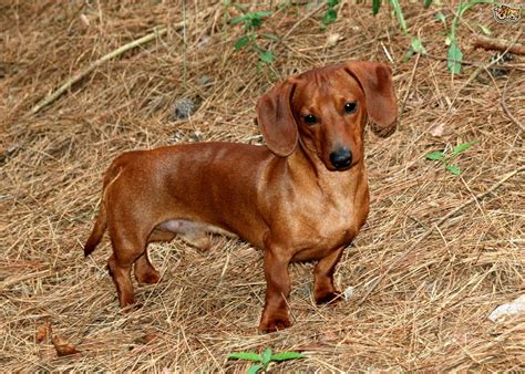 Putting Your Dachshund Through Basic Training ~ We Love Pets