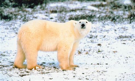 Dreaming Of Polar Bears Spiritual Meanings And Interpretations Dreamfist