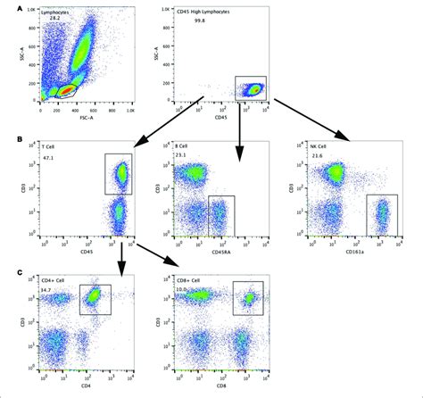 The Flow Cytometry Gating Scheme For Detecting Each Lymphocyte