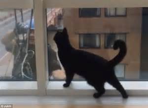 Cat Chases Window Cleaner From The Other Side Of Glass In Funny Video