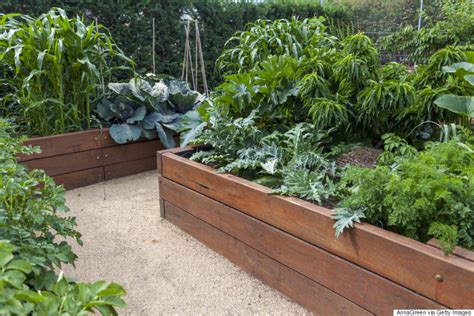 Vegetable Garden 101 How To Have A Plentiful Harvest