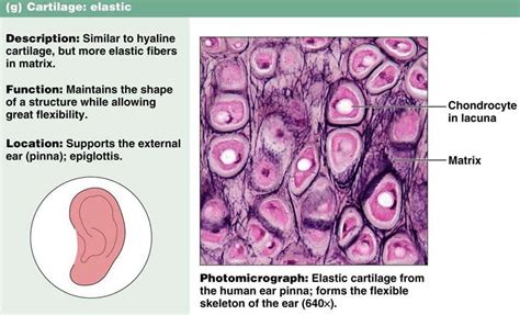 Tissue The Living Fabric Tissue Types Body Tissues Human Anatomy