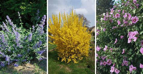 21 Low Maintenance Shrubs You Need To Grow In Your Garden