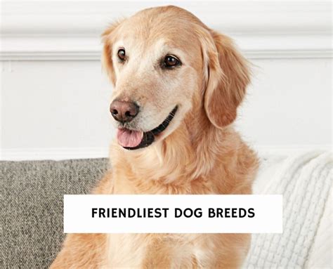 10 Friendliest Dog Breeds With Images 2023 We Love Doodles