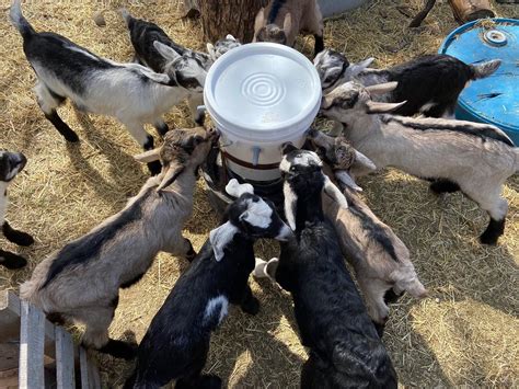 How To Bottle Feed Baby Goats