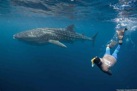 Whale Shark Research And Conservation Projects In The Philippines Large Marine Vertebrates