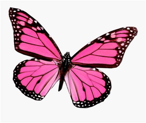 We did not find results for: Monarch Butterfly Clipart White Background - Pink ...
