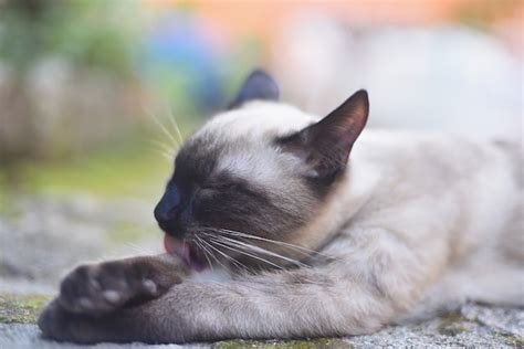 Premium Photo Siamese Cat Licking Itself