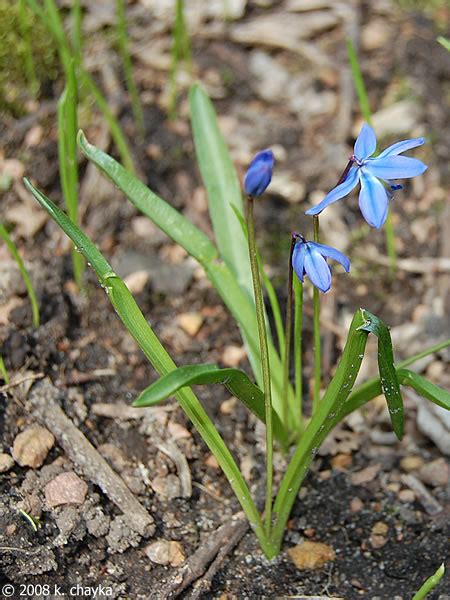 Red, pink, orange, yellow, blue, purple, and even white. Scilla siberica (Siberian Squill): Minnesota Wildflowers