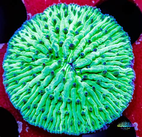 Fungia Disc Coral Vibrant 5cm Plate Coral For Your Marine Aquarium