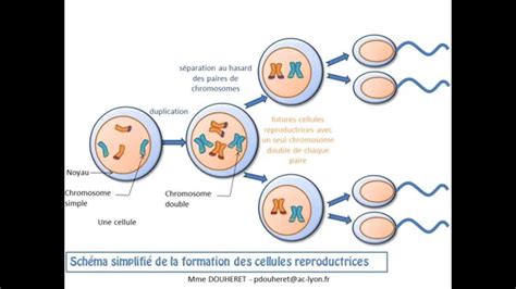 Épinglé Par Pichon Ema Sur Adn Génétique Adn La Transmission