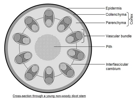 To Prepare And Examine The Transverse Section Of A Dicot Stem9112017