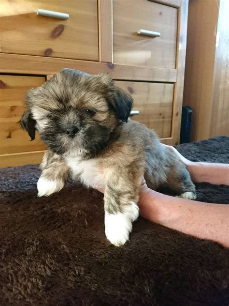 Shih Tzu X Lhasa Apso Puppies For Sale In Leicester Leicestershire