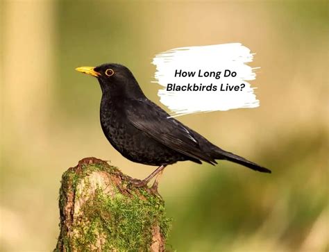 How Long Do Blackbirds Live Birds In My Back Garden