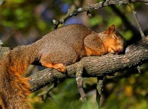 Sleeping Habits Of The Squirrels And Their Common Nests Anifa Blog