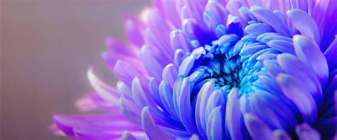 Purple Flower Wallpaper 4k Chrysanthemum Closeup 3351
