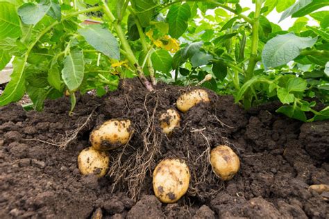 Grow Your Own Potatoes No Large Plot Of Land Required Farmers